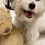 Debra Messing Instagram - Happy Friday!! Going into the weekend like Henry after a bath! Does your pup do this?! #dogbath #zoomies #happyfriday