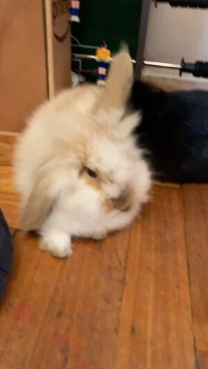 Denise Dumas Instagram - Coco y Vainilla 🐰🐰❤️❤️