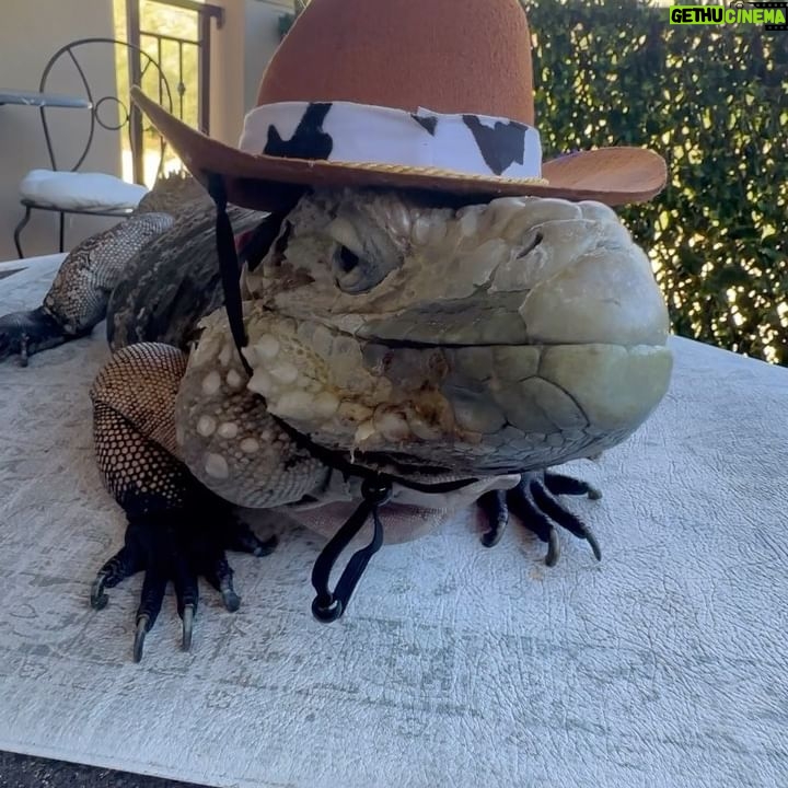 Denise Richards Instagram - Babysitting Godzilla for Brooke Mueller…btw she gave me permission to post. And Godzilla loves hats I learned.