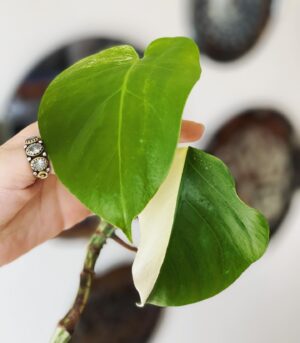 Derya Şensoy Instagram - Nazar değdirmek yasak 🌱🧿