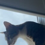 Devina Aureel Instagram - adopt don’t shop dan rasakan sendiri kenikmatannya ❤️