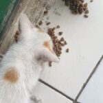 Devina Aureel Instagram - anak kucing memang lucu tapi kalo ga keurus dan cuma ketakutan di jalan karena diusirin dan ga dikasih makan kan huhu mau bawa pulang semua anak di bumi juga ga realistis xixi ayo pro steril ril ril ril bantu steril kucing jalanan juga yuk yak yuk mkc bnyk tq 4 reading dan semoga terketuk pintu hatimu luv u dan tentunya jangan lupa!! adopt don’t shop arigatou people of the world