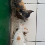 Devina Aureel Instagram - anak kucing memang lucu tapi kalo ga keurus dan cuma ketakutan di jalan karena diusirin dan ga dikasih makan kan huhu mau bawa pulang semua anak di bumi juga ga realistis xixi ayo pro steril ril ril ril bantu steril kucing jalanan juga yuk yak yuk mkc bnyk tq 4 reading dan semoga terketuk pintu hatimu luv u dan tentunya jangan lupa!! adopt don’t shop arigatou people of the world