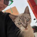 Devina Aureel Instagram - anak kucing memang lucu tapi kalo ga keurus dan cuma ketakutan di jalan karena diusirin dan ga dikasih makan kan huhu mau bawa pulang semua anak di bumi juga ga realistis xixi ayo pro steril ril ril ril bantu steril kucing jalanan juga yuk yak yuk mkc bnyk tq 4 reading dan semoga terketuk pintu hatimu luv u dan tentunya jangan lupa!! adopt don’t shop arigatou people of the world