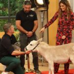 Diana Chaves Instagram - Se o @joaobaiaobaiao e a @dichavesofficial não vão à quinta, a quinta vem até eles e invade a @casafeliz 🤩 #sic #casafeliz #quinta #animais #companhia #amigos #invasao