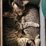 Diana Penty Instagram - Did someone say it’s ‘National Pet Day’ today? Must introduce you all to our cat family! Say hello to Bagheera, Sher Khan, Alice, Matilda, Tenor, Treble, Lea, Lana, Lara and Baby. A cat for every day of the week…and then some 😹🐈‍⬛ #NationalPetDay #CatLove #CatsOfInstagram