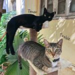 Diana Penty Instagram - Did someone say it’s ‘National Pet Day’ today? Must introduce you all to our cat family! Say hello to Bagheera, Sher Khan, Alice, Matilda, Tenor, Treble, Lea, Lana, Lara and Baby. A cat for every day of the week…and then some 😹🐈‍⬛ #NationalPetDay #CatLove #CatsOfInstagram