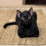Diana Penty Instagram - Did someone say it’s ‘National Pet Day’ today? Must introduce you all to our cat family! Say hello to Bagheera, Sher Khan, Alice, Matilda, Tenor, Treble, Lea, Lana, Lara and Baby. A cat for every day of the week…and then some 😹🐈‍⬛ #NationalPetDay #CatLove #CatsOfInstagram