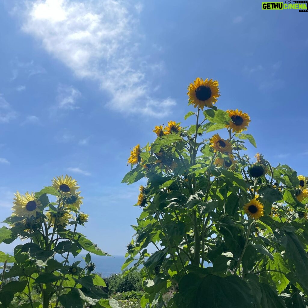 Diana Silvers Instagram - sunflower meditation sunflower mediation