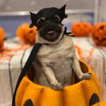 Dinah Moraes Instagram - Dois meses do meu Henry Lucca! Nosso pequeno Batman faz dois meses hoje e junto com ele sua amiga Melrislania de Batgirl. Todos os meses para comemorar o mesversário ao invés de festinha vou postar uma fotinha com cada cachorro que eu tenho ( são 08) como Henry é muito pequeno escolhemos a Melrislania por ela ser mais calma pra fazer foto, nossa pug foi adotada e venceu um câncer recentemente. Muita saúde para os dois! #halloweendoHenry #mesversario