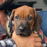 Dudu Azevedo Instagram - Da mais nova pro mais velho, Cali, Gipsy, Gaia e Peteleco. Porto Seguro verdadeiro o amor desses bichos! Amor garantido! Vivi minha vida cercado por gerações e gerações de cães que me deram muito! Anjos da guarda, anjos do amor. 🐶❤️ Quem vive esse amor sabe do que eu to falando.