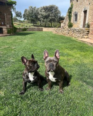 Dulceida Instagram - semana santa ✨🌷☁️🍀🤸🏼‍♀️🫶🏼

1. amando el marrón 🪵
2. es que me la zampo 🐸
3. parte del grupo vitamina ✨
4. los más guapos del mundo 🐶
5. chulita 🐭
6. hermanas 🤍
7. enamorada del coche 🤸🏼‍♀️
8. paparazziiiiu 🫠
9. con DULCEOK tenéis descuento en okmobility 🫰🏻
10. el peinado más moni que me ha quedado 🧚🏻‍♀️