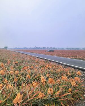 林莎 Instagram - 在屏東的生活第五天了 🌵 好快～！
這幾天⋯每天11點前睡覺，5點多起床。
沒有累的感覺反而好快樂。
充實規律的錄影日，剩下兩天（有點捨不得了啊～～