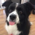 林莎 Instagram - 齁啦寶寶說我是匆匆忙忙的姐姐。 每次都匆匆忙忙的回家，又匆匆忙忙的回台北。 即便如此，每次回高雄妳總是熱情的迎接著。 進家門前總是先大聲喊著給妳取的綽號， 然後就會看到一隻搖著尾巴興奮的齁住妹。 匆匆忙忙的姐姐想謝謝妳的出現⋯ 成為家裡的五妹，帶來好多快樂。 聰明的妳一定知道我們有多愛妳吧！ 姐姐不會忘記妳開心朝我們飛奔過來的模樣。 還有好多可愛、療癒、搞笑的時光。 可以的話，妳也要記得跟我們的約定喔。 謝謝妳這些年的陪伴。HOLA，齁妹妹～愛妳