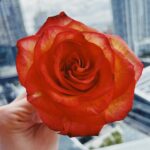 Ela Velden Instagram - Una rosa para ti 🌹