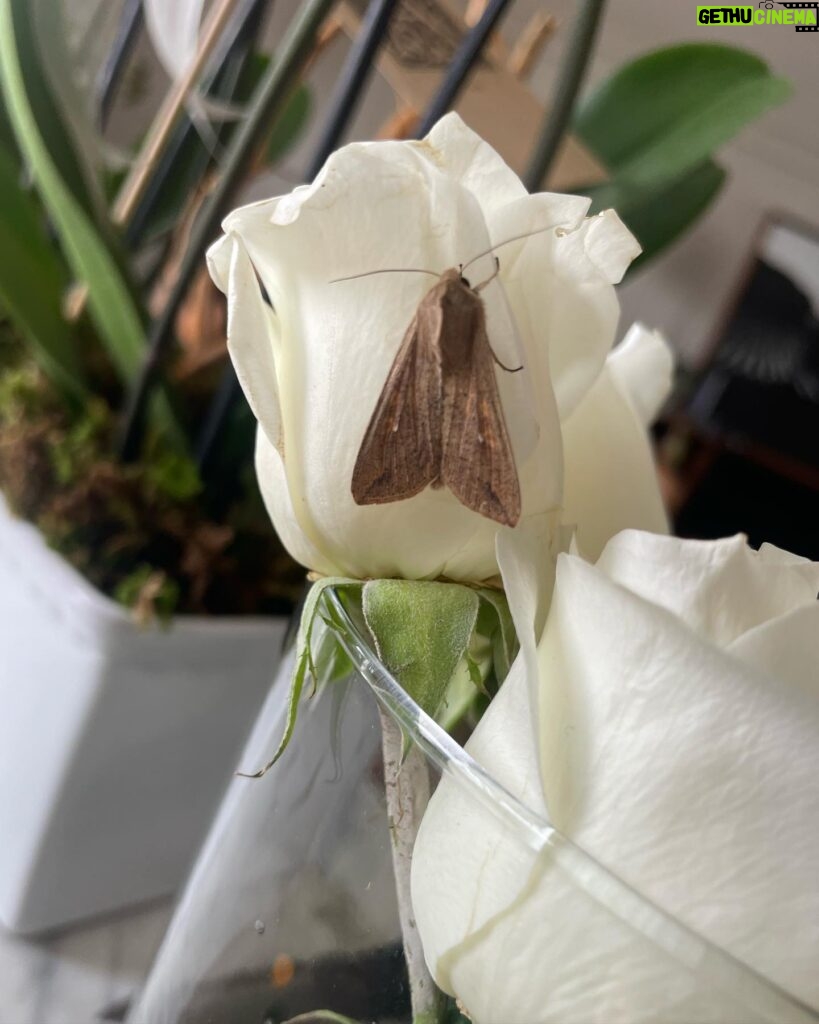 Ela Velden Instagram - Eres el primer rayito del sol que ilumina mi ventana Ese rayito que calienta toda la habitación con delicada fuerza Eres el viento que arrasa con todas las hojas secas Ese viento que las eleva hacia las alturas en los cielos Eres la mariposa que vuela en frente de mis ojos para enseñarme el camino correcto Esa mariposa que me susurra a mi oido que todo estará bien. Te extraño y te amo por siempre papi 🤍