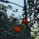 Ela Velden Instagram - I wish you roses 🥀