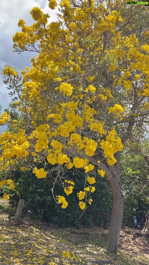 Elba Escobar Instagram - Hermoso Guayacan