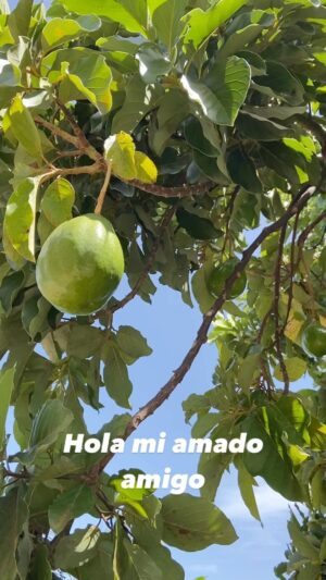 Elba Escobar Instagram - Así lo encontré, frondoso, alto y con una enorme carga de Aguacates . Es una bendición