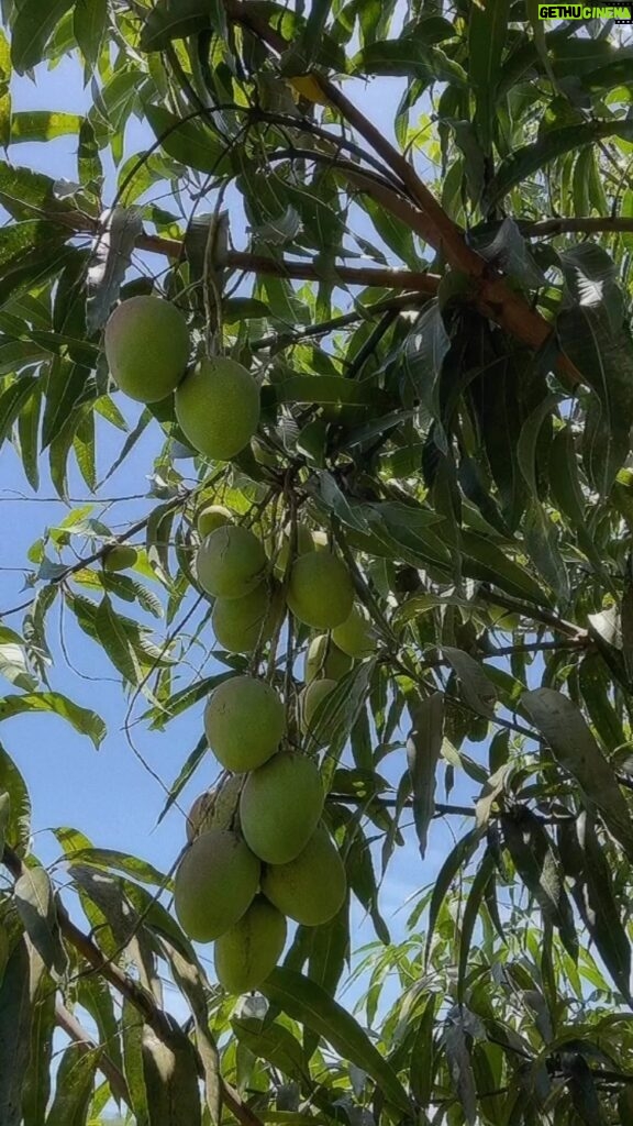 Elba Escobar Instagram - Mango bailadito