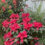 Elba Escobar Instagram - Es simple, solo están allí y florecen , llueve y sale el sol y ellas responden a la vida, florecen! Cuando caen las flores, se preparan para volver a florecer después. No se mueren, ni se marchitan, ni se deprimen, solo se preparan para volver a florecer. Que enseñanza tan simple y hermosa. Los amo