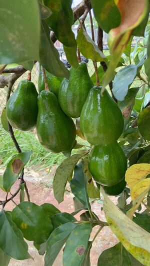 Elba Escobar Instagram - No dejo de maravillarme con el campo y sus bendiciones, yo fui siempre de ciudad y apartamentos y esta experiencia de vivir en el campo y cultivar es completamente nueva para mi. Cada vez que comparto , regalo y me como algo que he cosechado en mi tierra, solo tengo agradecimiento, a Dios, a mi hijo que me convenció de vivir aquí, a mis vecinos y la gente con quien comparto a diario en andar por esta isla Borinqueña y su gente amable, gentil y divertida. Agradezco a los amigos que he cosechado aquí, tan dulces y nutritivos como sus frutas, a los que me visitan y mis plantas, mis flores y árboles, a los amigos de Simón que se pasan temporadas en la casita y ayudan a cuidar el campo y a mi, también me agradezco a mi, que me atreví, que salí de mi zona de comodidad y abrí mi corazón y mi conciencia al disfrute de la vida simple y generosa del campo. Gracias a ustedes que leen y me siguen y dan consejos y aplauden la sencillez de mi nueva vida. Los amo.