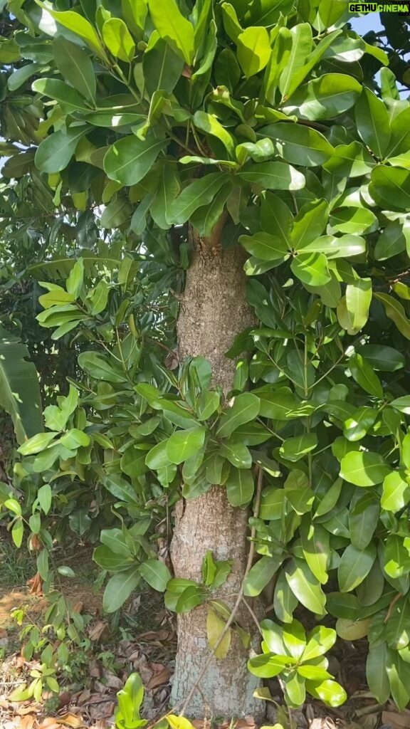 Elba Escobar Instagram - Tengo un enorme árbol de Mamey