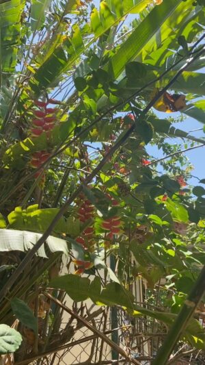 Elba Escobar Instagram - Disfrutando la Luz y color y los regalos de la Naturaleza. #isabelapr🇵🇷 #laisladelencanto🇵🇷