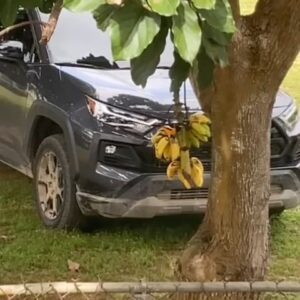 Elba Escobar Instagram - Me respetas mi mano e cambur! 😂