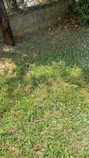 Elba Escobar Instagram - Regando las maticas y los pajaritos se acercan a beber, ya extrañaba mi campo
