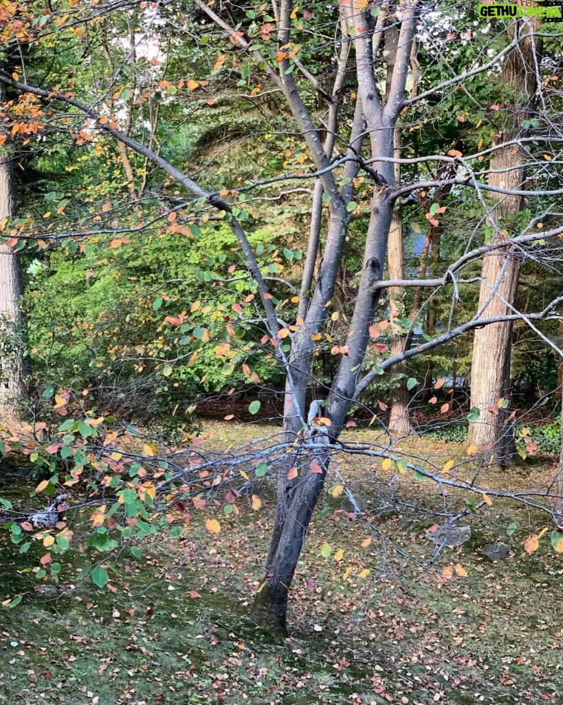 Eliza Dushku Instagram - The most beautiful blue bird landed on this tree branch today for abt 6 seconds.. It was about the most NatGeo/postcard image I’ve seen in real life. I didn’t get a pic it happened so fast- I guess it was just for me :) 💙 xo