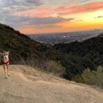Eliza Dushku Instagram - Last sunset of ‘18..! #nofilter #tandog #lala 🌅