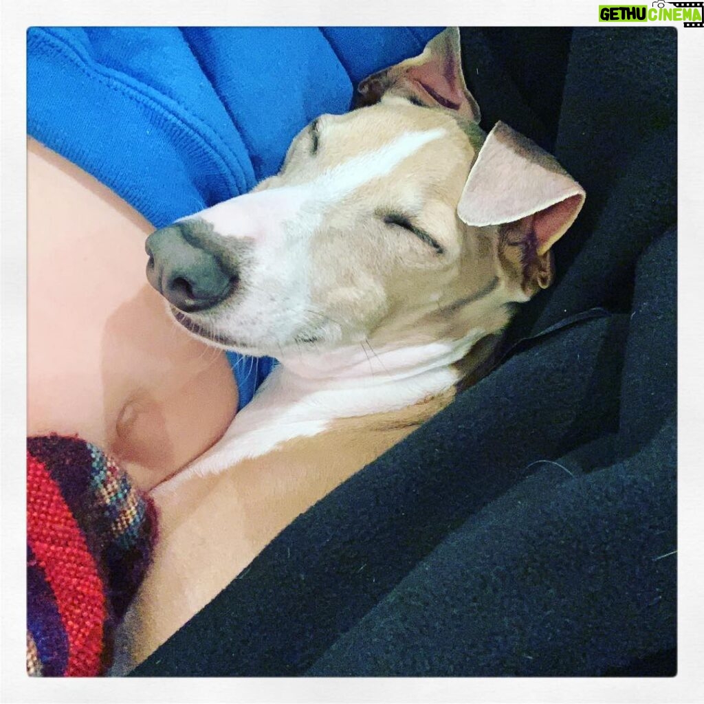 Eliza Dushku Instagram - ALL💤 about #LoveYourPetDay 🐶💞 #TBDP ~ I wanna cry he’s the bestest 😭