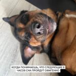 Elizaveta Ivantsiv Instagram - Помните фразу о том, что каждый хозяин считает свою собаку самой красивой и все из них правы? Вот, убедитесь еще раз
