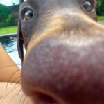 Elsa Dasc Instagram - Ariel, bienvenue chez toi 🐚🤎 La gardienne de notre bonheur 🐾🏡