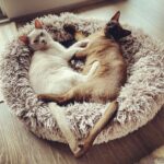 Emilie de Ravin Instagram - Could they be any cuter? 😻😻🫶🏼 #catsofinstagram #kittensofinstagram
