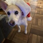 Emily Kinney Instagram - Happy holidays!! What a special year this has been!! So thankful for all of you and for your support of SWIMTEAM!! Buy anything from my merch store from now until the end of the year, and get a holiday card from ME!! Happy Black Friday shopping! Link to my store in stories and bio. 🤗🤶💫