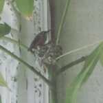 Emily VanCamp Instagram - Baby hummingbird trying to take flight for the first time ❤️ I came home just in time to see these two beauties in their nest healthy as can be and ready to head off into the world. Their mama ( I’m assuming it’s the same one) built this nest 3 years ago on a money tree I’ve had since I moved to LA over 10 years ago. The past two years we waited anxiously to see if the eggs would hatch and sadly they did not. We had a massive cry of relief in our household to see that they finally survived this year. This is nature at its finest and I can’t believe we have been so lucky to witness it!✨✨✨ The second baby happened to take flight on Earth day and I can’t help but think it was a gentle reminder to nurture our planet and take action to protect it. We are at a point where every living creature depends on the choices we all make moving forward. I hope we can turn things around together. ❤️ How adorable are these little guys?? Xo