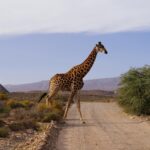 Emily VanCamp Instagram - Road block #2 🦒