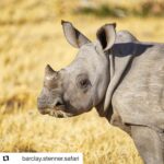 Emily VanCamp Instagram - 👇🏼👇🏼👇🏼 . . . #Repost @barclay.stenner.safari with @get_repost ・・・ Barclay Stenner is donating a $24,900.00 safari to Rhinos Without Borders! Through Rhinos Without Borders we are collectively giving hope to a species emblematic of the African wilderness. We even had a new baby calf this month! Please can you help us improve the future of this rhino calf and it’s kind on this Earth? To bid for the Barclay Stenner mobile safari please pm us. The auction is on the 11th October in Maun and the successful winners will be announced on the night with external bidders contacted on Monday 14th October. The Great Plains Conservation Team, in Maun, are hosting the 5th fundraising event in support of the “Rhino’s Without Borders” initiative. The Rhinos Without Borders project has committed to moving at least 100 rhinos from some of the highest poaching zones in South Africa and other countries in the region, to a safer environment in Botswana’s Okavango Delta. Once released into the wild, the rhinos are carefully monitored by dedicated team in the field who work closely with the country’s anti-poaching unit and defence force. For more information please go to www.rhinoswithoutborders.com #rhinoswithoutborders #andbeyondtravel #greatplainsconservation @rhinoswb @greatplainsconservation @andbeyondtravel #safari #rhino #rhinos #savetherhinos #barclaystenner