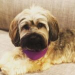 Emily VanCamp Instagram - Happy #nationaldogday to this little princess 💕 It truly is Frankie’s world.. we’re just living in it 😂 #rescuepup