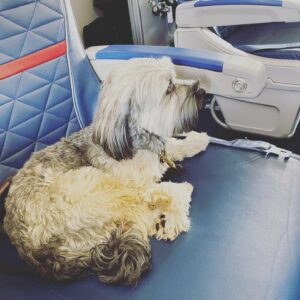 Emily VanCamp Instagram - Wasn’t easy to leave our little nest but here we go 🙌🏼 Grateful to have my little family with me 💗 @march_forth_media #FrankieB