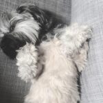 Emily VanCamp Instagram - Giving me her best side eye because she knows I’m about to be a crazy dog mama again and gush about her😂 Adopting this little mutt 2 years ago was the best decision we ever made. She truly is the best little pup and I have no idea what Josh and I talked about for 6 years before we got her ❤️❤️❤️ If you’re thinking about getting a dog, DO IT! And please adopt.. you won’t regret it #FrankieB #rescuepup #adoptdontshop
