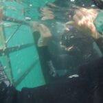Emily VanCamp Instagram - Total nerd fest here... Yes, we love sharks and yes Josh almost pooped his wet suit 😂 . . . Seriously though, this was was a big highlight of our trip so far.. We were so lucky to witness the fantastic work that everyone at @marinedynamics are doing to protect and understand marine life in this area. Great Whites have been driven out by Orcas in recent years here so we were overjoyed when this gorgeous guy came to say hi 🙏🏻 I was very concerned that these cage dives negatively impact the well being of the sharks and the marine life. This team was extremely respectful of the sharks and totally dedicated to research as well as bringing awareness to these gorgeous creatures. Just amazing 🙏🏻🦈🙏🏻