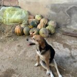 Emmanuelle Cureau Instagram – Ma rencontre avec Mona 🐕🥺🇲🇦🤍 

Je vous donne des nouvelles de la chienne paralysée que j’ai trouvé sur le bord de plage . Elle est désormais entre de bonnes mains auprès de @moroccoanimalaid 🫶🏽