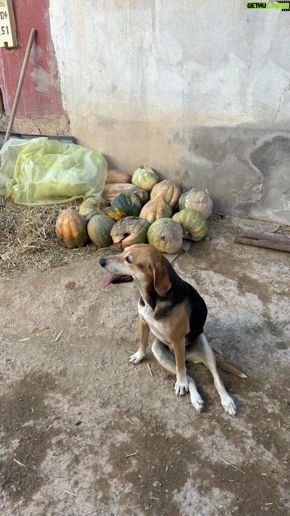 Emmanuelle Cureau Instagram - Ma rencontre avec Mona 🐕🥺🇲🇦🤍 Je vous donne des nouvelles de la chienne paralysée que j’ai trouvé sur le bord de plage . Elle est désormais entre de bonnes mains auprès de @moroccoanimalaid 🫶🏽