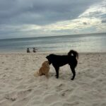 Emmanuelle Cureau Instagram - Cher Bali , Je ne me suis pas présentée . Je m’appelle Emmanuelle , Je suis née il y’a quelques « petites » dizaines années de ça à plusieurs milliers de km d’ici . J’ai longtemps cherché qui j’étais , rassure toi je ne vais pas te demander de m’aider . J’ai compris il n’y a pas si longtemps que j’étais une enfant de la Vie : La Conscience , l’Amour , l’Infinie … enfin en réalité de là où je viens c’est encore un peu flou pour nous … Cette même puissance m’a amené jusqu’à toi, Ce serait une erreur de chercher le pourquoi . Je suis là :) Promis, je ne vais pas te demander non plus de me sauver, de me changer , de me libérer ou que sais je encore … Je m’y affaire déjà, du moins j’essaie . En revanche je serais ravie de découvrir tes trésors si veux bien me les partager et surtout ceux invisibles pour les yeux ... C’est avec tout ma reconnaissance et ma gratitude que j’ouvre mon cœur à ce que tu voudra bien me donner . Et peut être qu’on deviendra très amies qui sait :) 💕🌴🌊✨