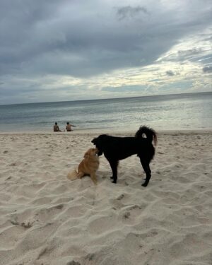 Emmanuelle Cureau Instagram - Cher Bali , 
Je ne me suis pas présentée .
Je m’appelle Emmanuelle , 
Je suis née il y’a quelques « petites » dizaines  années de ça à plusieurs milliers de km d’ici . 
J’ai longtemps cherché qui j’étais , rassure toi je ne vais pas te demander de m’aider . J’ai compris il n’y a pas si longtemps que j’étais une enfant de la Vie :  La Conscience , l’Amour , l’Infinie … enfin en réalité de là où je viens c’est encore un peu flou pour nous … 

Cette même puissance m’a amené jusqu’à toi, 
Ce serait une erreur de chercher le pourquoi . 
Je suis là :)

Promis, je ne vais pas te demander non plus de me sauver, de me changer , de me libérer ou que sais je encore …
Je m’y affaire déjà, du moins j’essaie . 

 En revanche je serais ravie de découvrir tes trésors si veux bien me les partager et surtout ceux invisibles pour les yeux ... 

C’est avec tout ma reconnaissance et ma gratitude que j’ouvre mon cœur à ce que tu voudra bien me donner . 
Et peut être qu’on deviendra très amies qui sait :) 

 💕🌴🌊✨