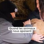 Emy LTR Instagram - Ces animaux renforcent le bien-être… 🐰🐴 Retrouvez « En Bonne Compagnie » chaque samedi à 15h35 sur #France3 et en replay. Dans la bulle crée par Isabelle Mathioux, les animaux apaisent les grands et les petits. Sa recette ? La médiation animale, c’est-à-dire la mise en relation d’humains et d’animaux à des fins éducatives ou thérapeutiques. Pour l’anxiété, les troubles de l’attention ou encore les troubles autistiques, Isabelle propose des ateliers qui détendent et renforçent la confiance en soi. @emy_ltr est allée à sa rencontre.