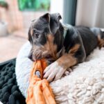Emy LTR Instagram - Hello tout le monde ☀️ Je suis très émue de vous présenter Bonnie, ma nouvelle meilleure copine ❤️. Bonnie est une American Bully de 5 mois, son ancien propriétaire souhaitait faire un élevage clandestin pour vendre des petits chiots. Elle faisait partie d’une portée qui ont tous été récupéré par l’association @unetruffeetuntoi. Après avoir été dans une super famille d’accueil (coucou Elodie) Bonnie est enfin arrivée dans sa famille pour la vie, avec moi. Merci et bravo à cette superbe association qui fait le bien et qui me permet aujourd’hui d’accueillir cette merveille. Je vous invite à aller vous abonner à leur compte et leur apporter du soutien❤️. Bonnie est pleine d’amour, elle est rigolote et un peu gauche. Tout le monde tombe sous son charme et j’espère que vous aussi 🥰. Elle fait connaissance avec son environnement et est déjà un vrai pot de colle 🐶. Je profite de ce post bonne nouvelle pour répondre à de nombreuses questions que j’évite depuis des semaines. Je n’aime pas trop m’étaler sur ce genre de sujet alors autant vous le dire ici pour ne pas en faire une affaire d’état. Nous avons décidé Odah et moi de séparer nos chemins amoureux. Il n’y aucun conflit, nous restons proches et concentrés sur le bien être de notre fils puisque c’est le plus important pour nous. Nous mettons tout en place pour que tout se déroule en douceur et nous vous remercions de respecter cette période. Odah est le père de mon fils et il sera toujours ma famille. Bisous de bébé, Marley, Gogo, Bonnie, Odah et moi ❤️